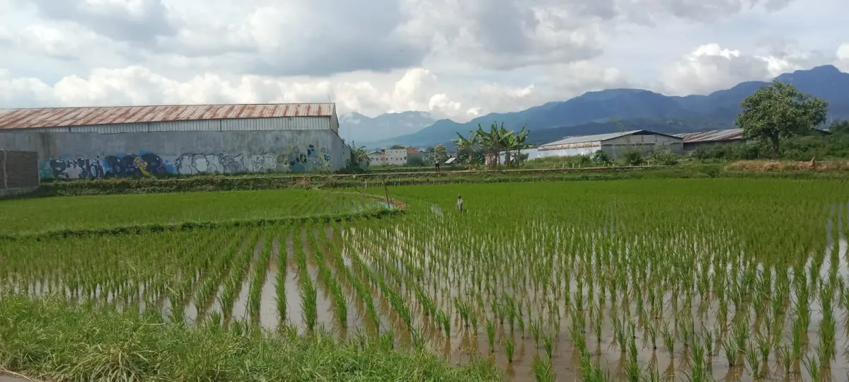 Anggota DPRD Garut Soroti Alih Fungsi Lahan, H. Imat Rohimat: Jangan Ganggu Sawah Produktif