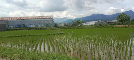 Anggota DPRD Garut Soroti Alih Fungsi Lahan, H. Imat Rohimat: Jangan Ganggu Sawah Produktif Anggota DPRD Garut Soroti Alih Fungsi Lahan, H. Imat Rohimat: Jangan Ganggu Sawah Produktif