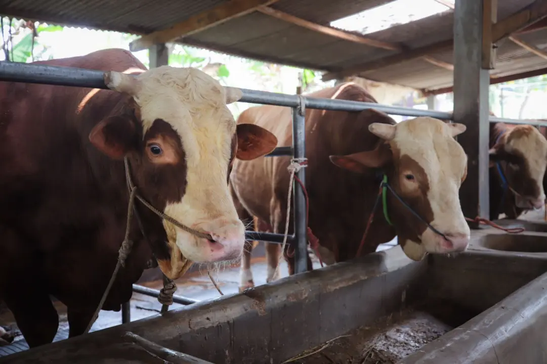 Pemkot Bandung Pastikan Hewan Kurban Sehat, Pengawasan Daging Diperketat 24 Jam