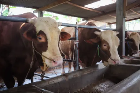 18 Ribu Hewan Kurban di Kota Bandung Dipastikan Sehat, Pemkot Perketat Pengawasan Pemotongan Pemkot Bandung Pastikan Hewan Kurban Sehat, Pengawasan Daging Diperketat 24 Jam