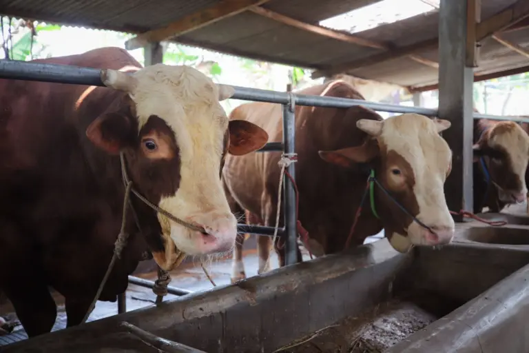 Cacing Hati hingga Paru Rusak Ditemukan pada Hewan Kurban di Bandung Pemkot Bandung Pastikan Hewan Kurban Sehat, Pengawasan Daging Diperketat 24 Jam