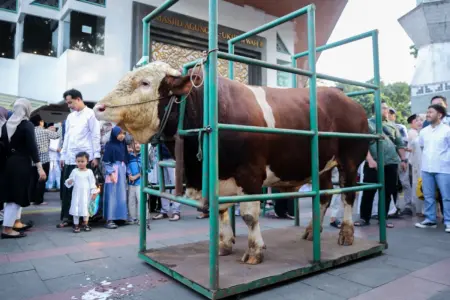 Sapi Kurban Presiden RI untuk Kota Bandung Lolos Seleksi Ketat, Daging Disalurkan ke Mustahik Sapi Kurban Presiden RI untuk Kota Bandung Lolos Seleksi Ketat, Daging Disalurkan ke Mustahik