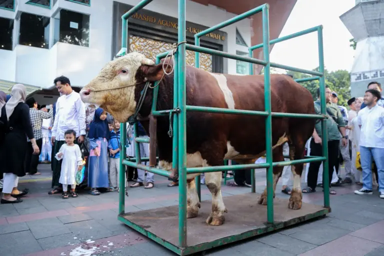Sapi Kurban Presiden RI untuk Kota Bandung Lolos Seleksi Ketat, Daging Disalurkan ke Mustahik Sapi Kurban Presiden RI untuk Kota Bandung Lolos Seleksi Ketat, Daging Disalurkan ke Mustahik