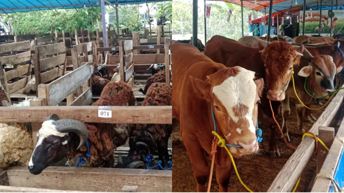 Hewan Qurban di Salah Satu Peternakan di Bandung. Rabu (20/5/2026) Sarah/Koran Mandala