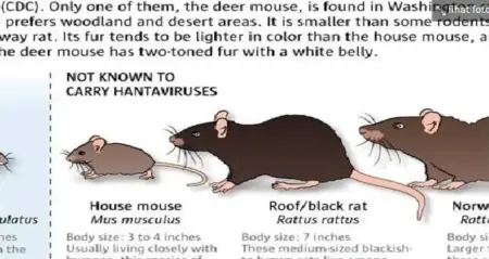 Hantavirus Masuk Jawa Barat, Dinkes Karawang Pastikan Belum Ada Kasus Hantavirus Masuk Jawa Barat, Dinkes Karawang Pastikan Belum Ada Kasus