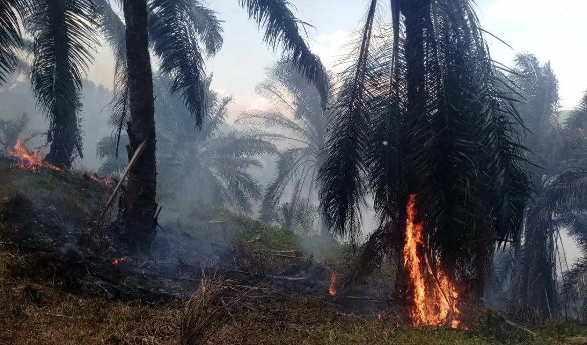 Kebakaran Hanguskan 15 Hektare Lahan HGU PT Condong Garut, Polisi Selidiki Penyebab Api