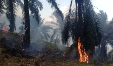 Kebakaran Hanguskan 15 Hektare Lahan HGU PT Condong Garut, Polisi Selidiki Penyebab Api
