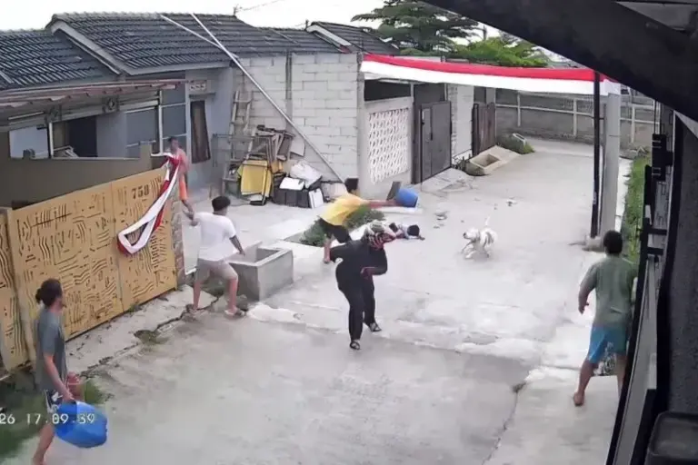 Anak 9 Tahun Diserang Anjing Pitbull di Bandung, Luka di Kepala dan Telinga Anak 9 Tahun Diserang Anjing Pitbull di Arjasari, Luka di Kepala dan Telinga