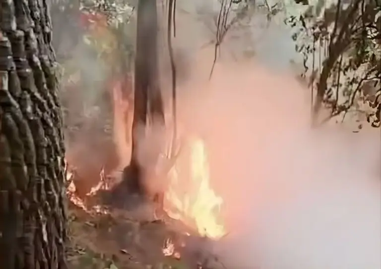 Gunung Burangrang Terbakar, Warga Berjibaku Padamkan Api Kebakaran melanda hutan lereng Gunung Burangrang Purwakarta.