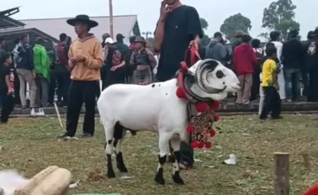 Ratusan Domba Berkumpul di Purwakarta, Ada Cerita Ekonomi Peternak dan UMKM di Balik Semarak Kontes Ratusan Domba Berkumpul di Purwakarta, Ada Cerita Ekonomi Peternak dan UMKM di Balik Semarak Kontes