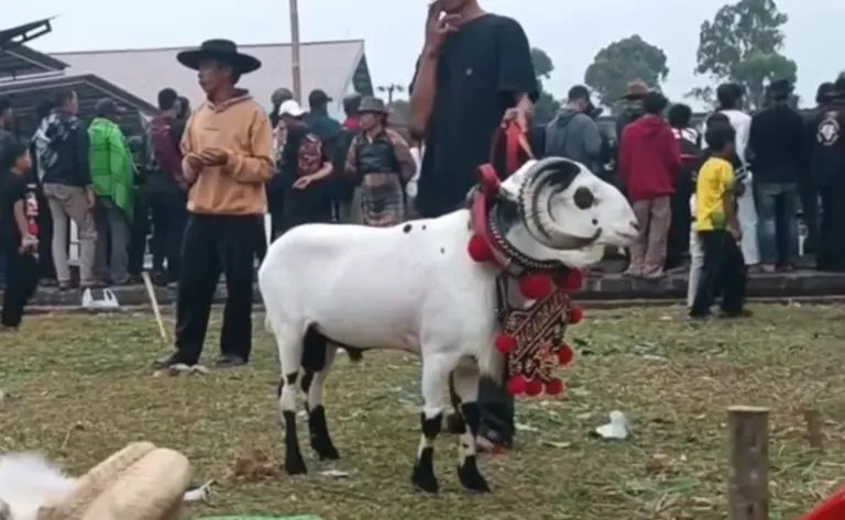 Ratusan Domba Berkumpul di Purwakarta, Ada Cerita Ekonomi Peternak dan UMKM di Balik Semarak Kontes Ratusan Domba Berkumpul di Purwakarta, Ada Cerita Ekonomi Peternak dan UMKM di Balik Semarak Kontes