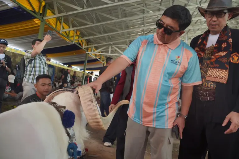 Domba Garut Bukan Sekadar Tradisi, Harganya Tembus Ratusan Juta Domba Garut Bukan Sekadar Tradisi, Harganya Tembus Ratusan Juta