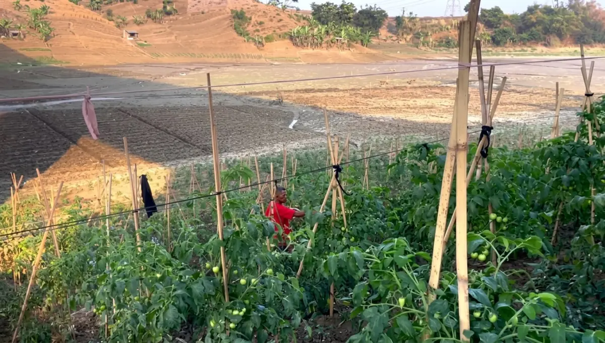 Waduk Saguling Menyusut, Warga Sulap Dasar Danau Jadi Ladang Cabai