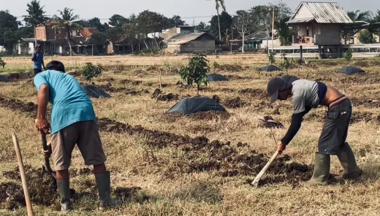 Sektor Pertanian Turun Drastis, Petani Berharap ada Bantuan Sumur Bor