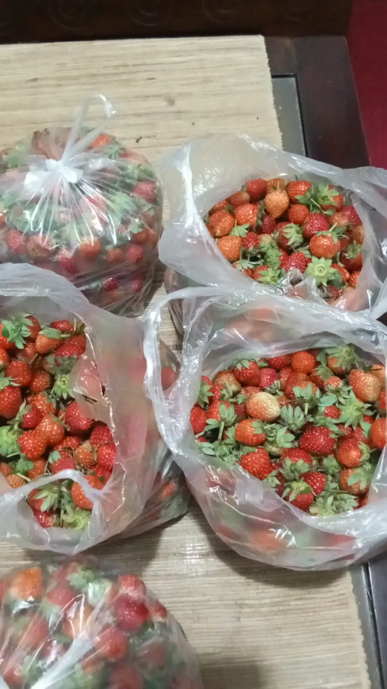 Benih Menurun, Produksi Stroberi Garut Terancam Mandek