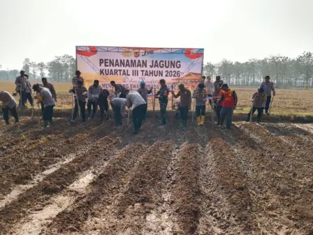 Purwakarta Perkuat Ketahanan Pangan Lewat Produksi Jagung Kapolres Purwakarta AKBP Febri Nurzam menanam jagung bersama kelompok tani di Campaka, Purwakarta, Rabu (16/9/2026).