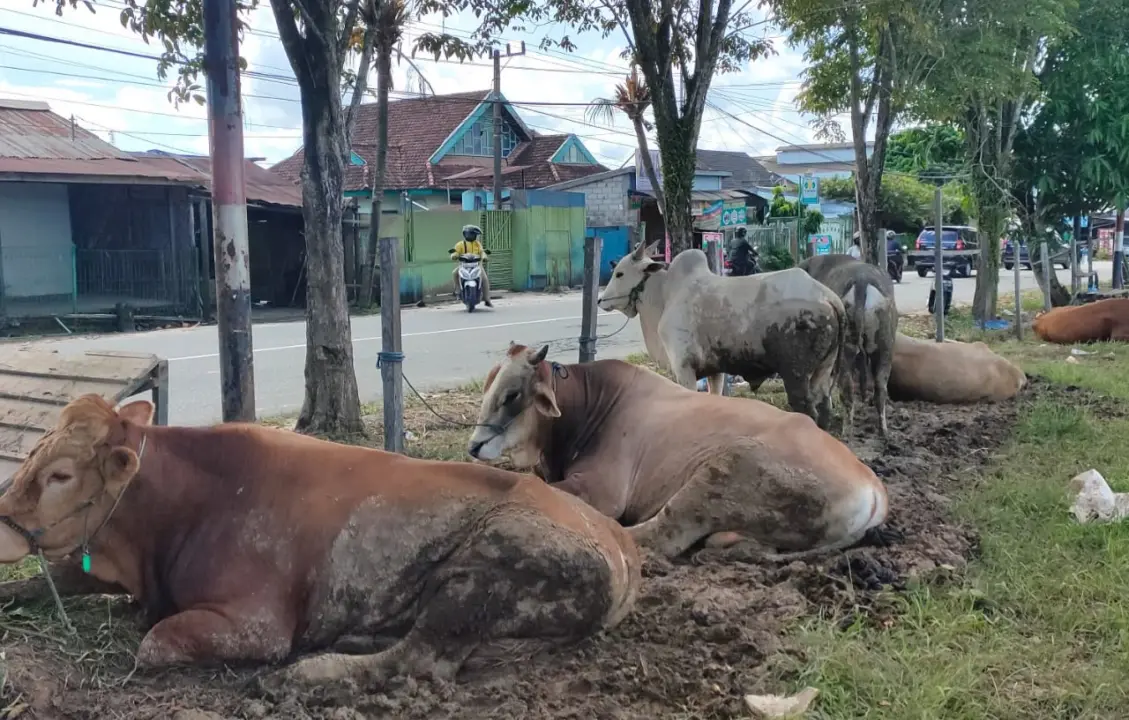 Enam Sapi Dana Desa Rp157 Juta di Cikadu Dipersoalkan, Pengelolaan dan Aset Dipertanyakan