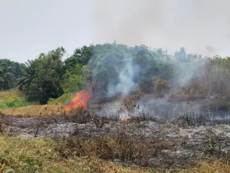 Api Membakar Lahan Pabrik PTPN di Cikumpay Kebakaran melanda lahan belakang Pabrik PTPN Cikumpay, Purwakarta. Petugas gabungan dikerahkan untuk memadamkan api dan mencegah penyebaran. (Istimewa)