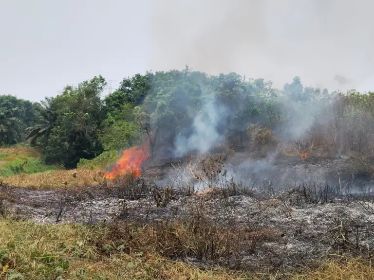 Api Membakar Lahan Pabrik PTPN di Cikumpay Kebakaran melanda lahan belakang Pabrik PTPN Cikumpay, Purwakarta. Petugas gabungan dikerahkan untuk memadamkan api dan mencegah penyebaran. (Istimewa)