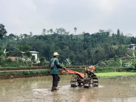 Di Balik Kemarau Panjang, Saat Petani Bunijaya Menolak Tunduk pada Kerak Tanah Petani di Desa Bunijaya, Bandung Barat, tengah membajak sawah menggunakan traktor (bagus/koranmandala)