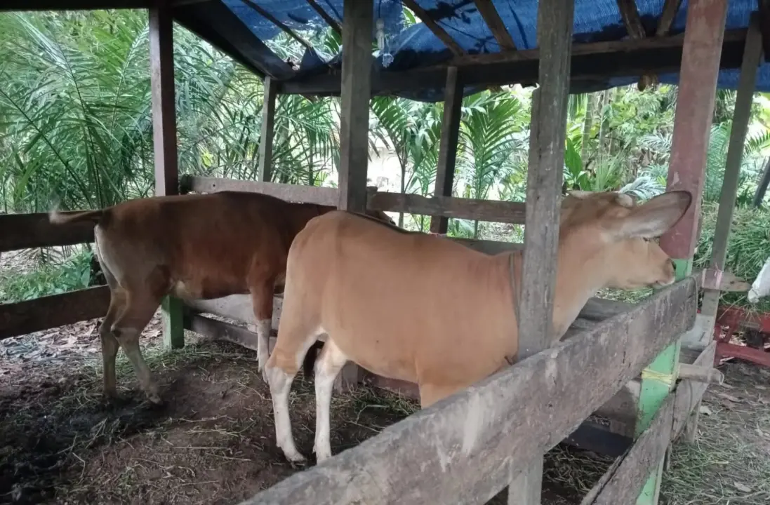 Inspektorat Purwakarta akan mengklarifikasi dugaan penjualan enam sapi program ketahanan pangan Desa Cikadu yang dibeli menggunakan Dana Desa Rp157 juta. (Istimewa)