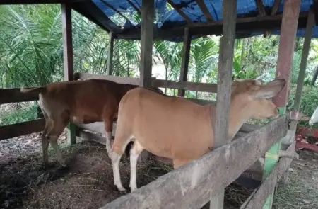 Inspektorat Purwakarta akan mengklarifikasi dugaan penjualan enam sapi program ketahanan pangan Desa Cikadu yang dibeli menggunakan Dana Desa Rp157 juta. (Istimewa)