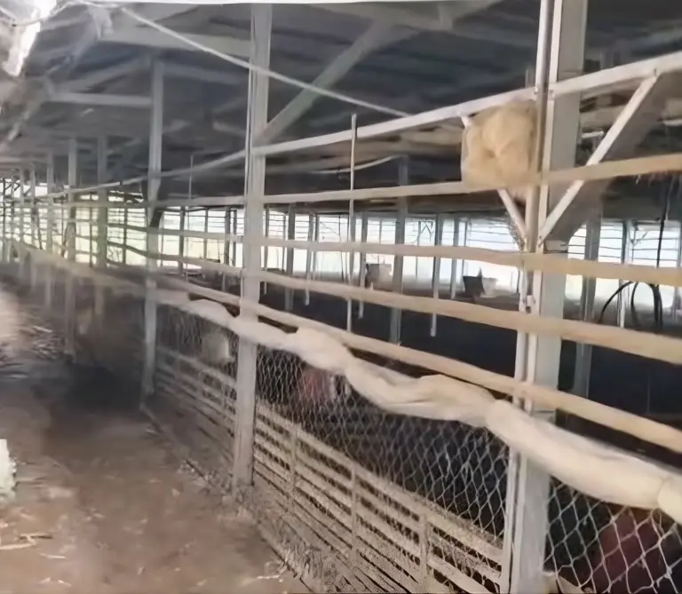 Bau Menyengat dan Lalat dari Peternakan Bebek Dikeluhkan Warga Warga Kampung Gandaria, Purwakarta, mengeluhkan bau menyengat dan banyaknya lalat dari peternakan pembesaran bebek yang berdekatan dengan permukiman.