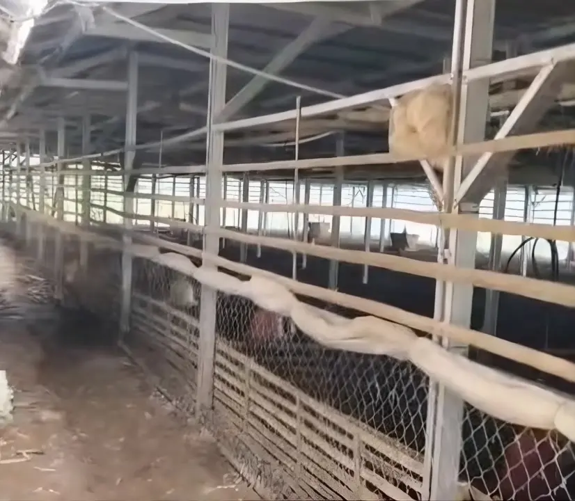 Warga Kampung Gandaria, Purwakarta, mengeluhkan bau menyengat dan banyaknya lalat dari peternakan pembesaran bebek yang berdekatan dengan permukiman.