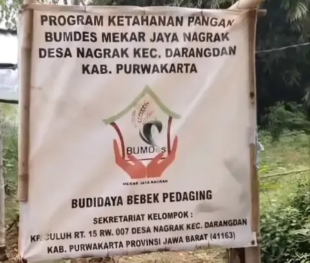 Kandang Bebek yang Dikeluhkan Warga Diduga Milik Kades Nagrak Warga Kampung Gandaria, Purwakarta, mengeluhkan bau menyengat dan banyaknya lalat dari kandang bebek yang diduga milik Kades Nagrak.