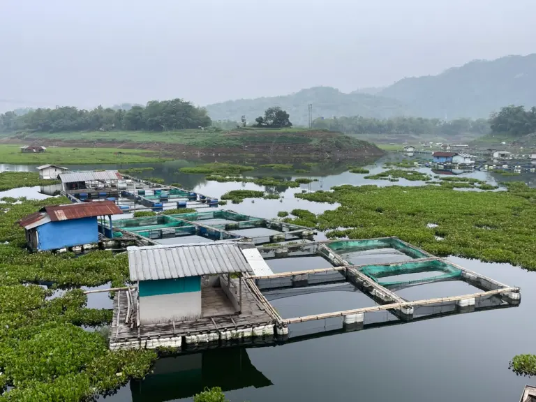 Keramba Jaring Apung di Perairan Waduk Saguling. (bagus/koranmandala)