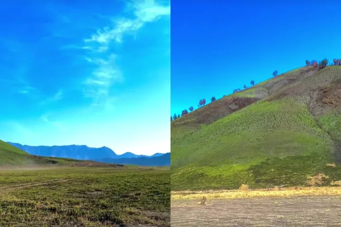 Alhamdulillah, Savana Bukit Teletubbies Gunung Bromo Mulai Menghijau seusai Terbakar Ratusan Hektar