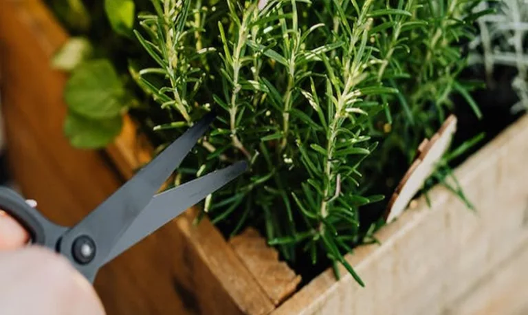 daun rosemary