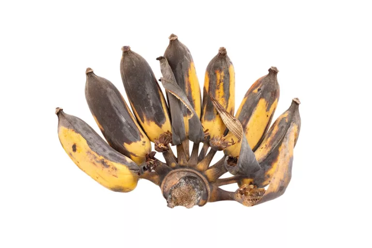 pisang busuk jangan dibuang