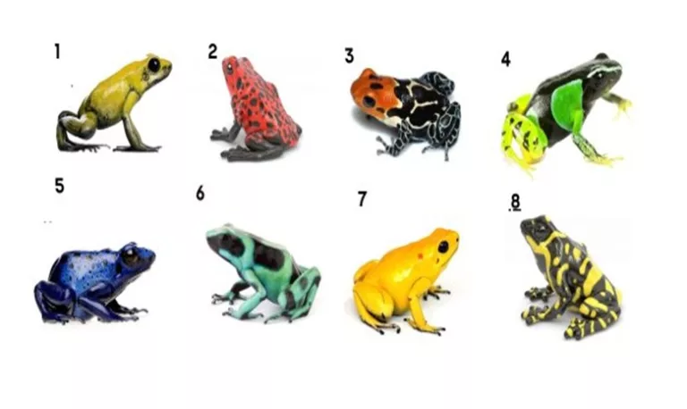 tes katak